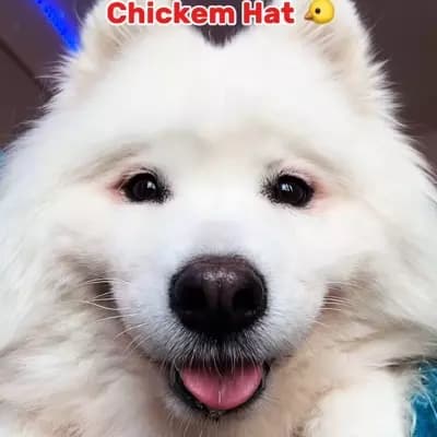 Fluffy thumbnail