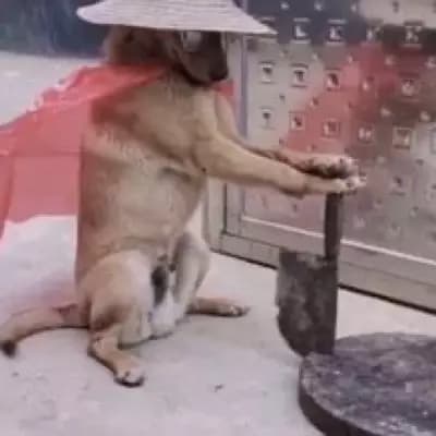 perro chino samurai thumbnail
