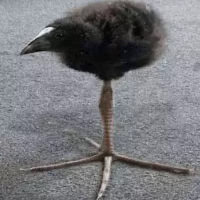 Dayum Bird thumbnail