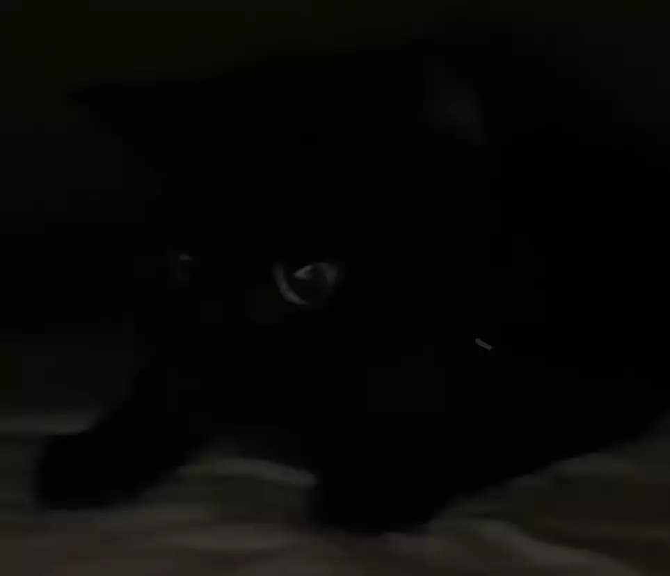 Cat thumbnail