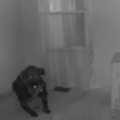 Horror dog thumbnail