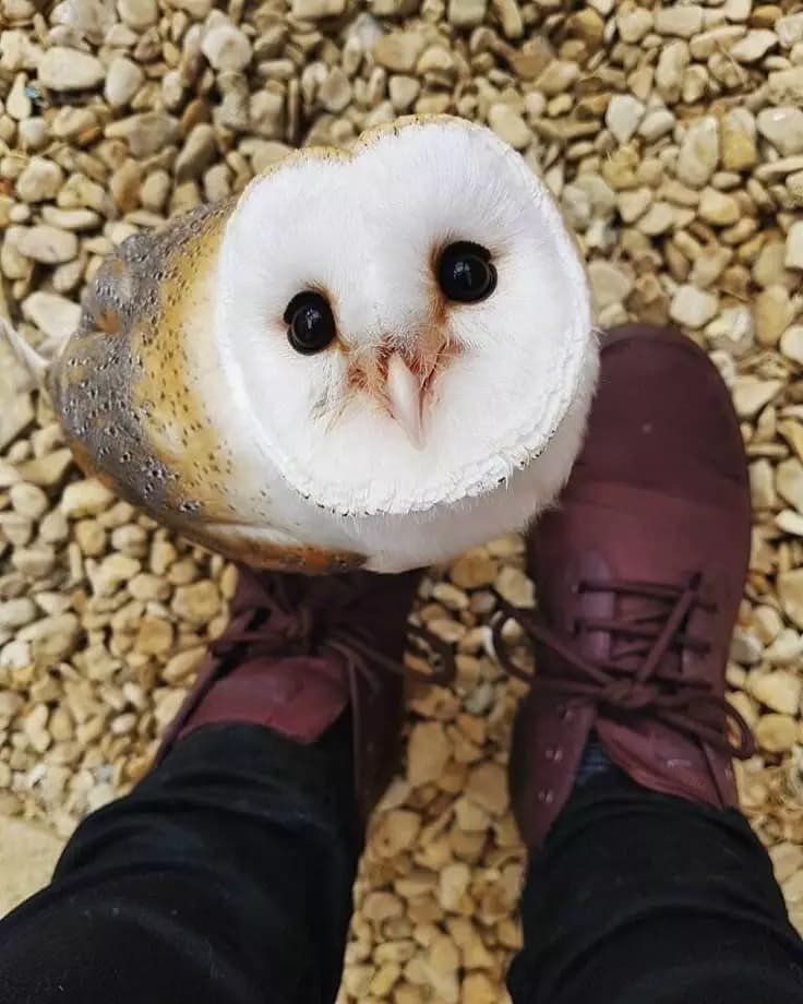 Owl thumbnail