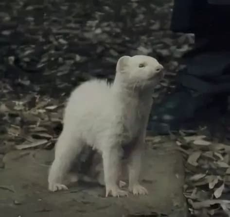 Draco Malfoy thumbnail