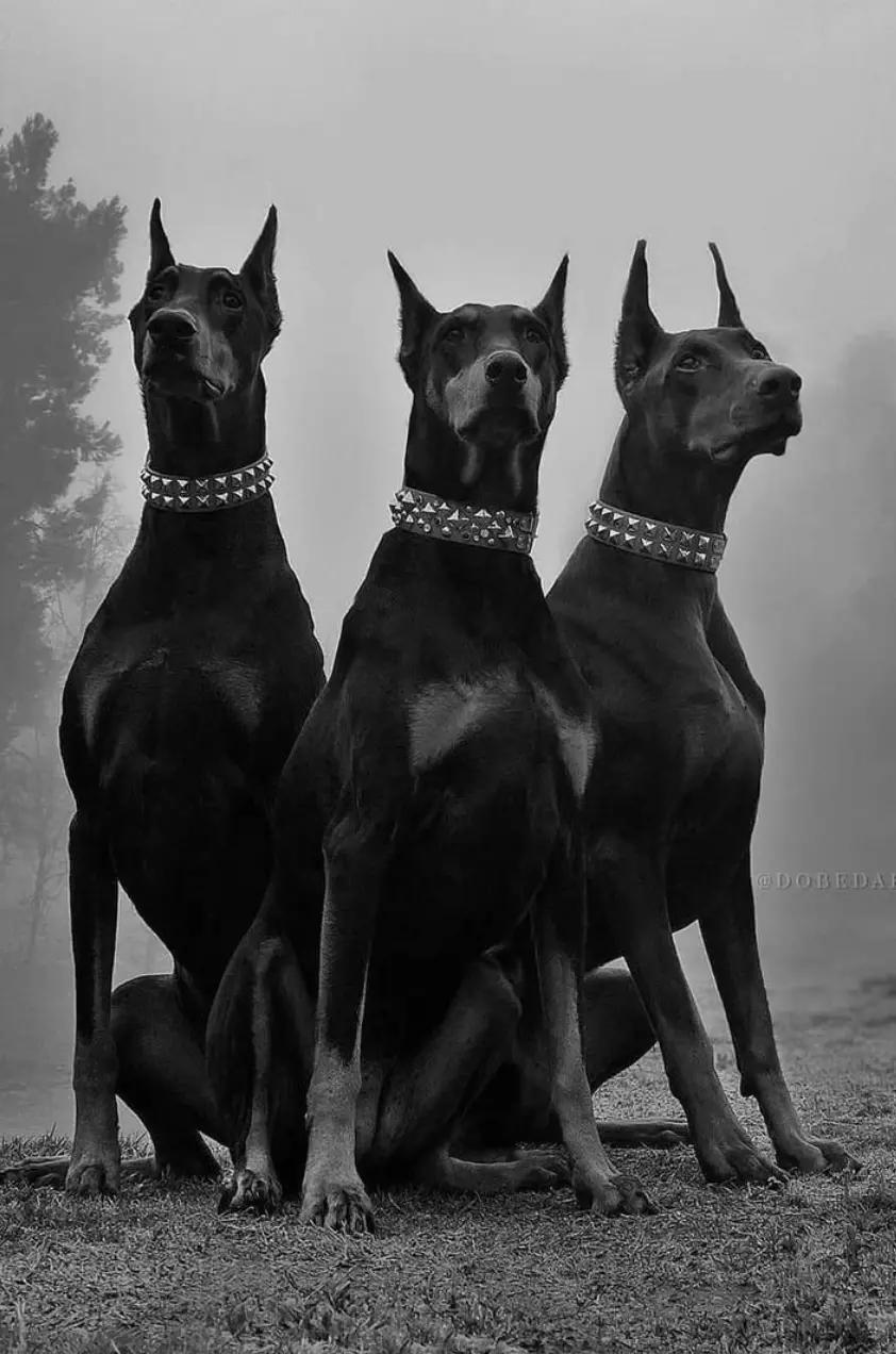 Your Bodyguard Dogs thumbnail