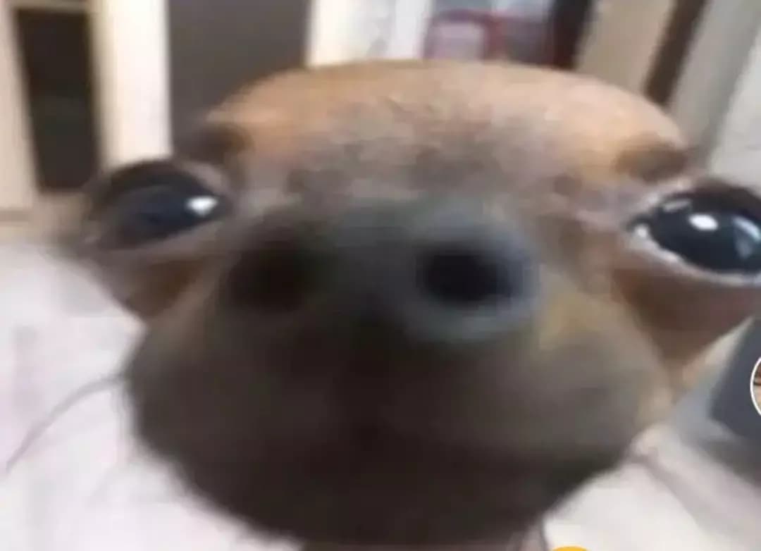 A dog thumbnail