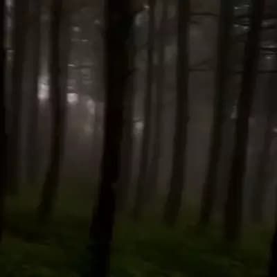 Royce Thompson thumbnail