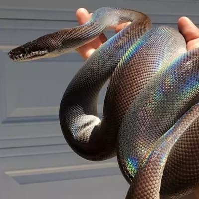 Kaa'thra thumbnail