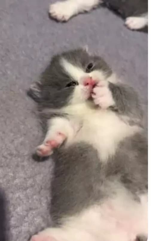 Uykulu yavru kedi thumbnail