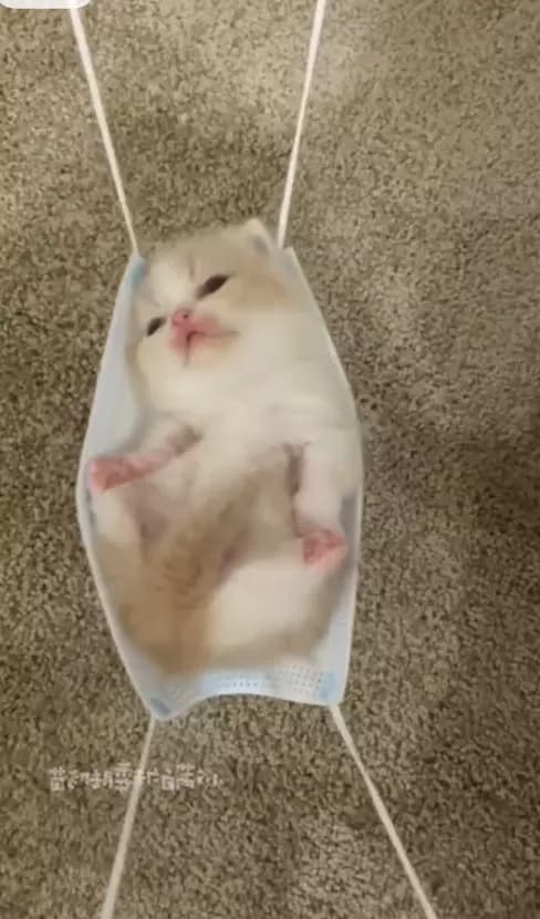 baby cat thumbnail