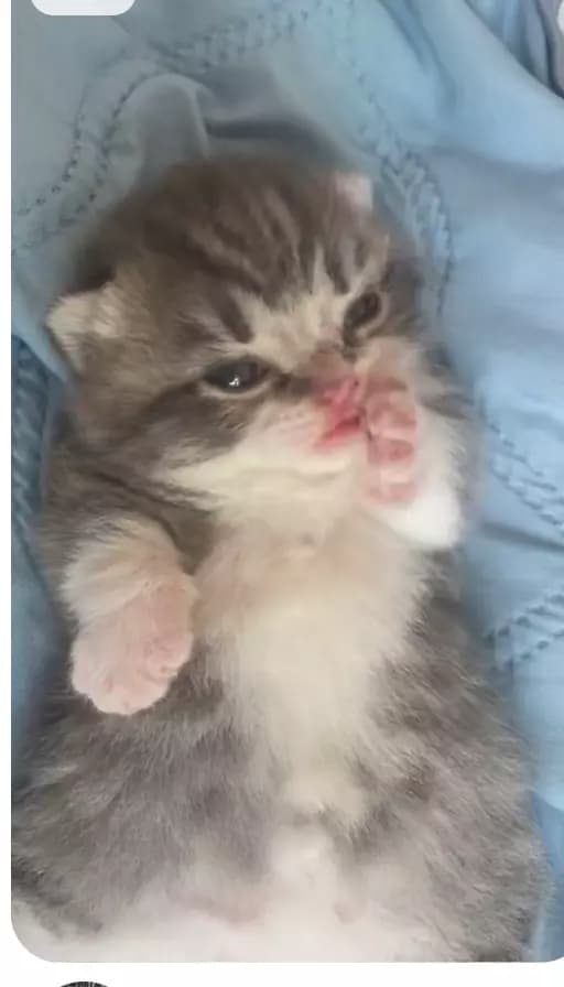 Yavru kedi thumbnail