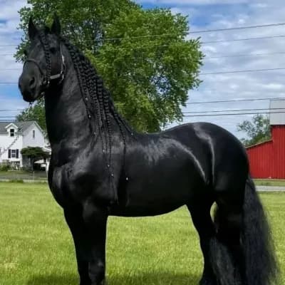 Fricio Horse thumbnail