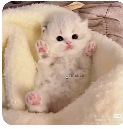 baby cat thumbnail