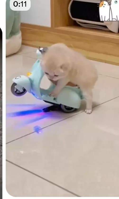 Yavru kedi  thumbnail