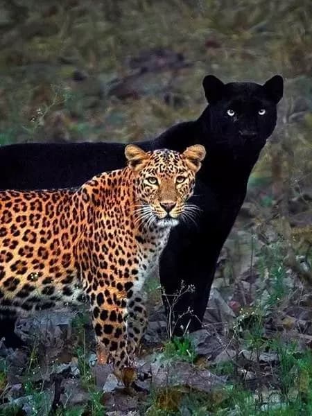 |•Solitary Panther| thumbnail