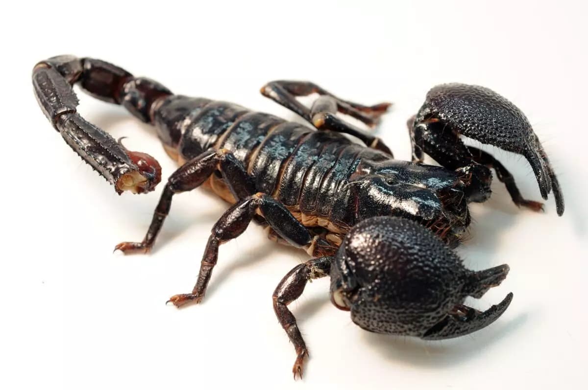Escorpión  thumbnail