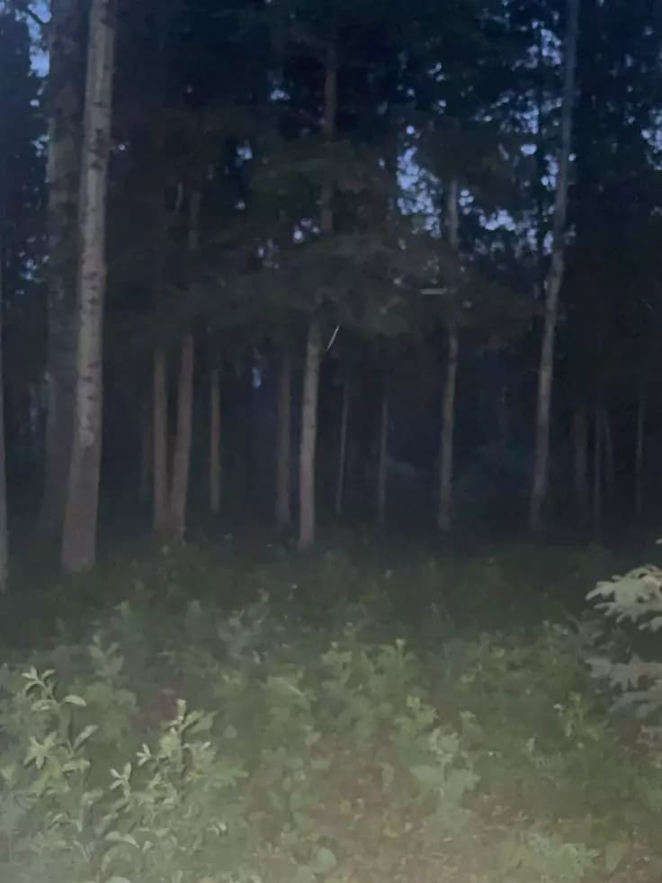 Panic in the Woods 4 thumbnail