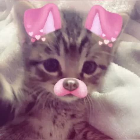MotherGunCat thumbnail