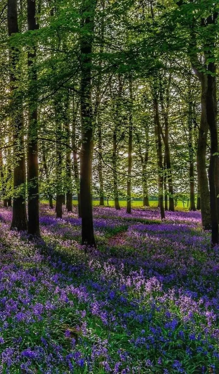Floresta purple rpg thumbnail