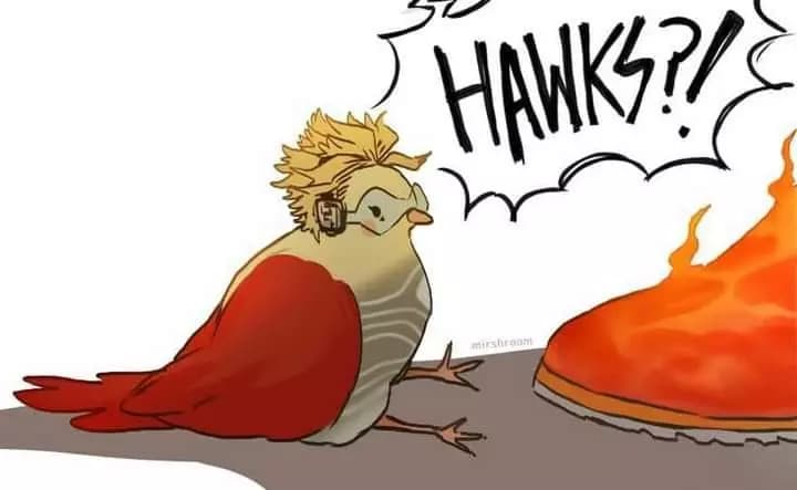 Bird hawks thumbnail
