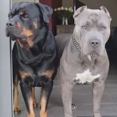 Rambo and Cyrus thumbnail