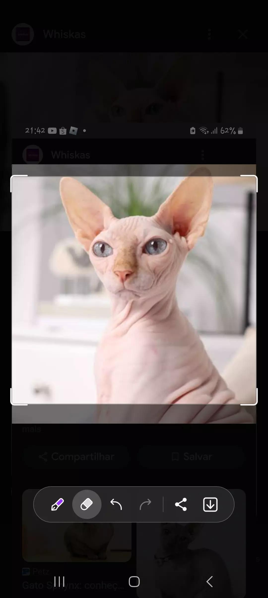 cat without hair thumbnail