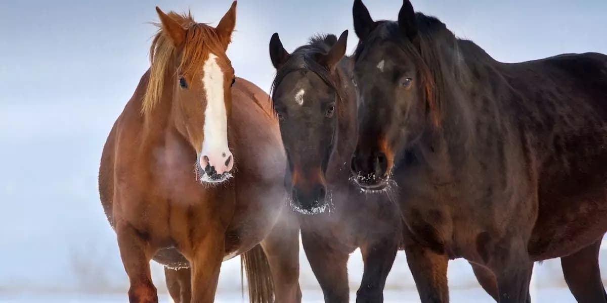 Horses  thumbnail