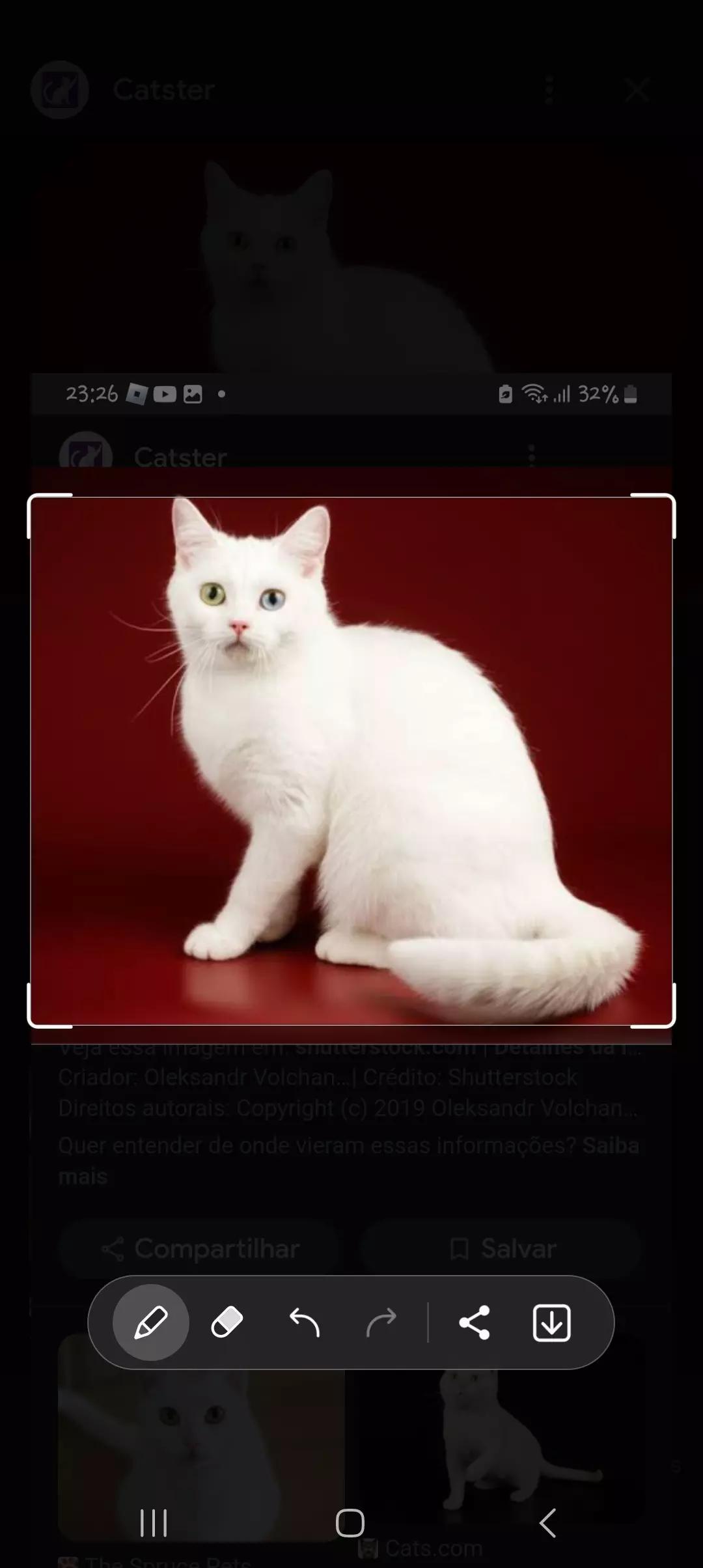 Gato branco thumbnail