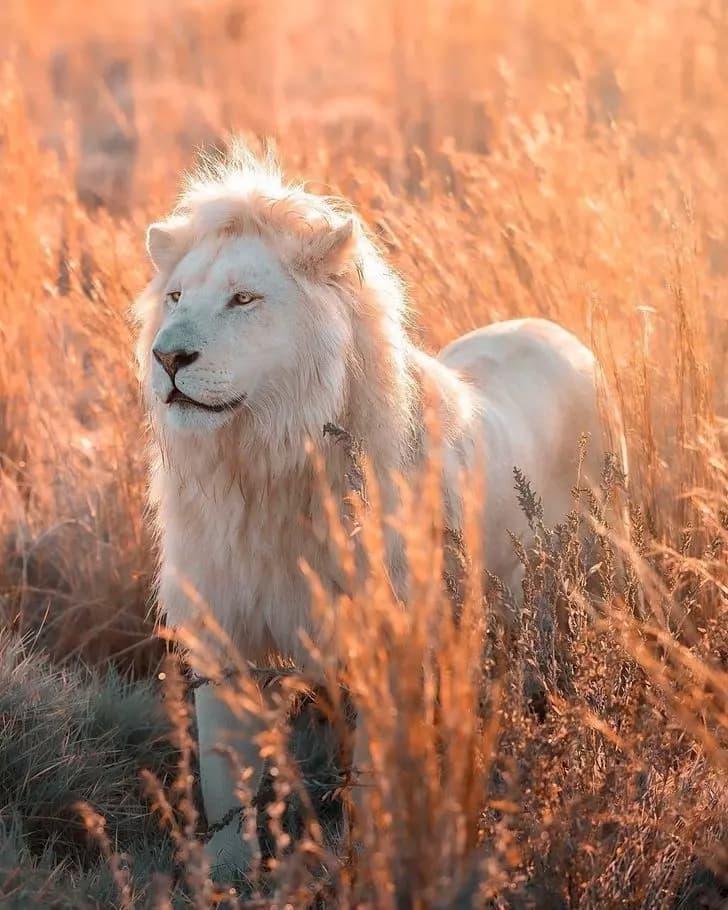The lions thumbnail