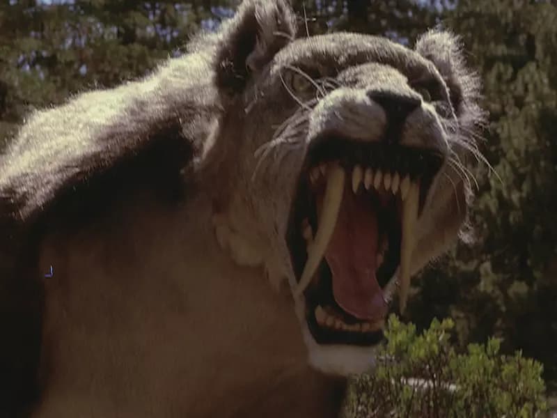 Smilodon/sabertoothed tiger thumbnail