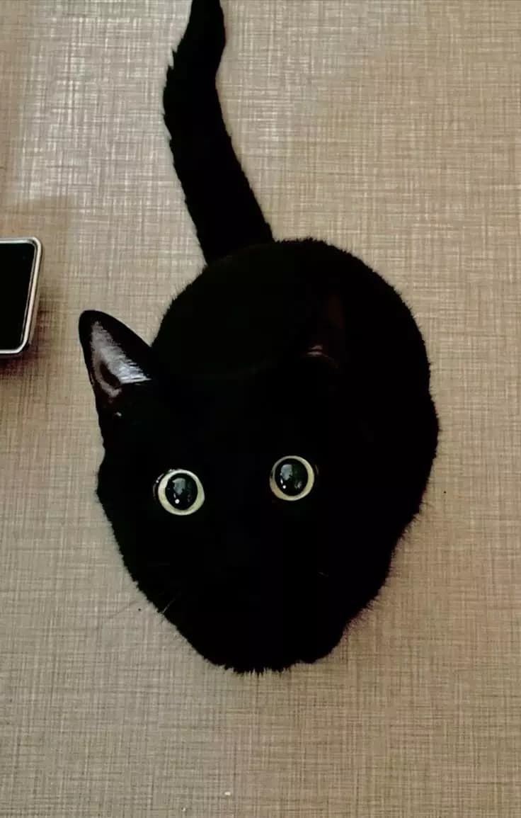 cat thumbnail