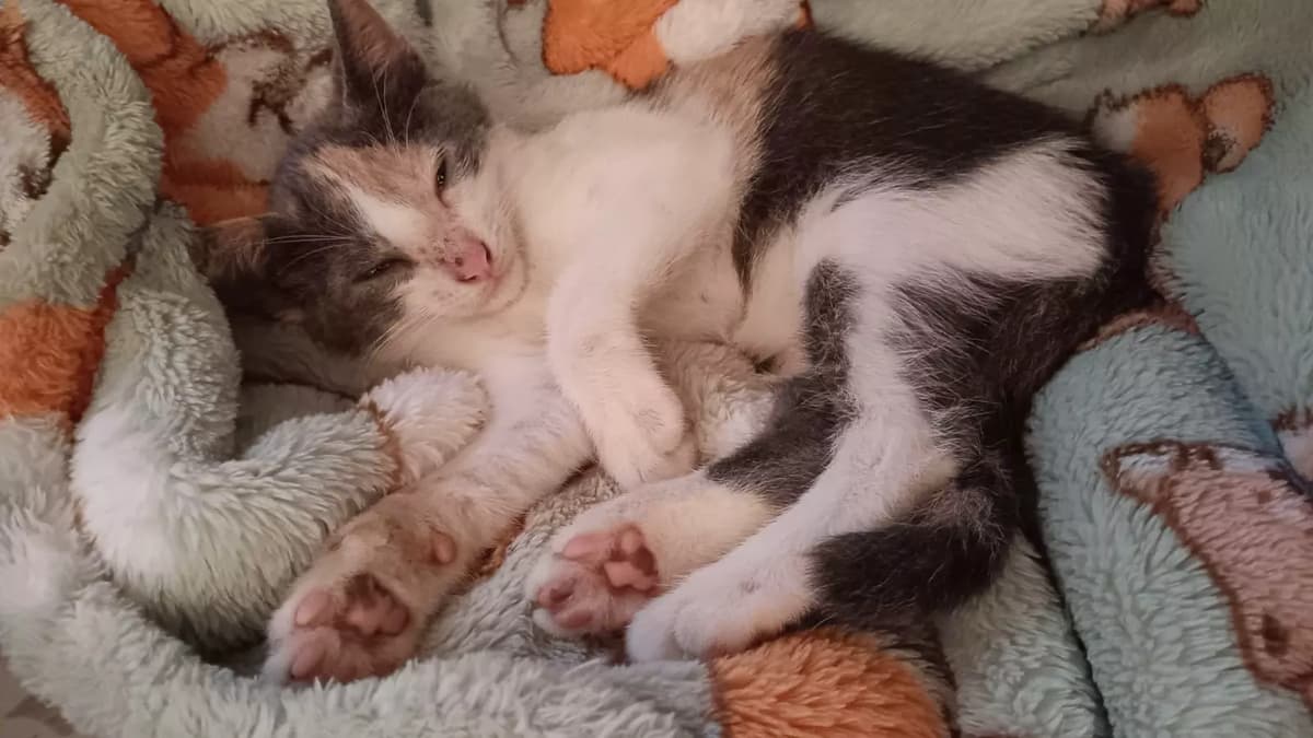 cinnamon thumbnail