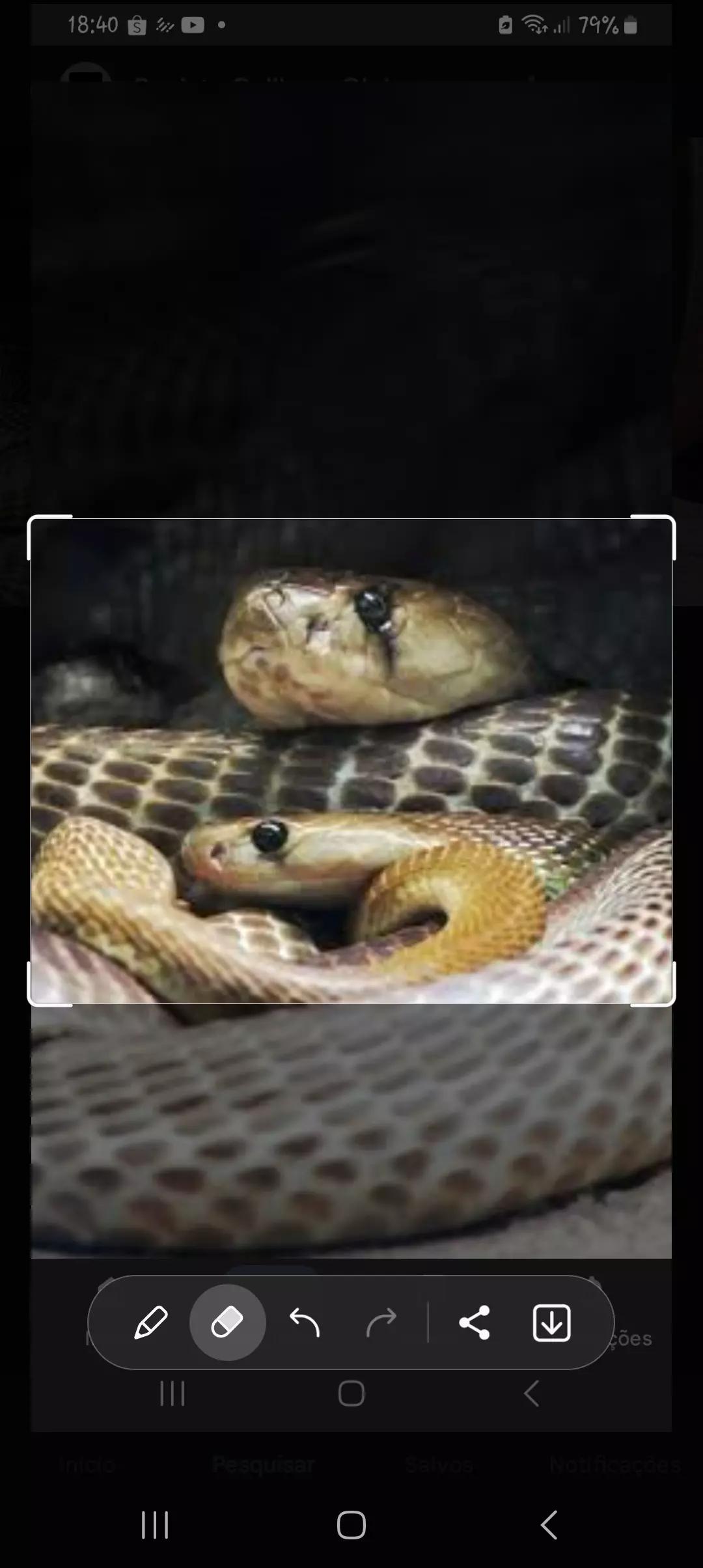 Cobra thumbnail