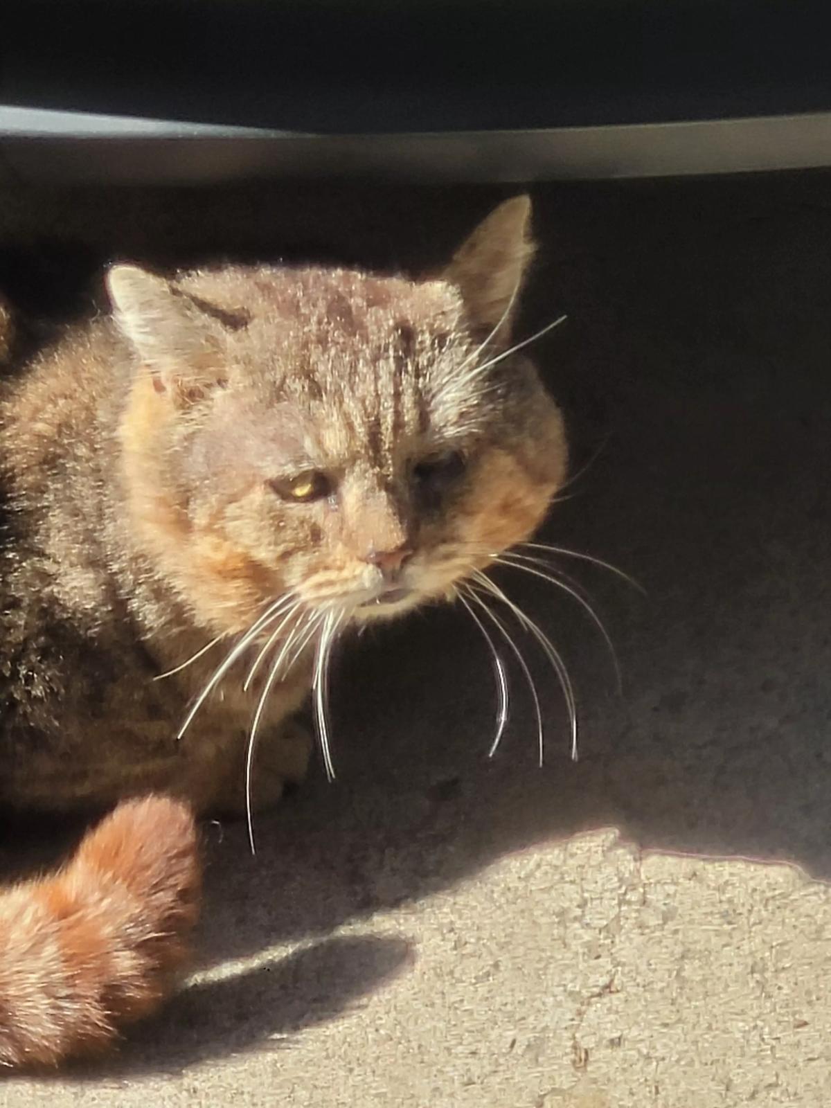 Bored cat thumbnail