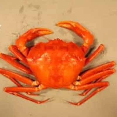 Crab thumbnail