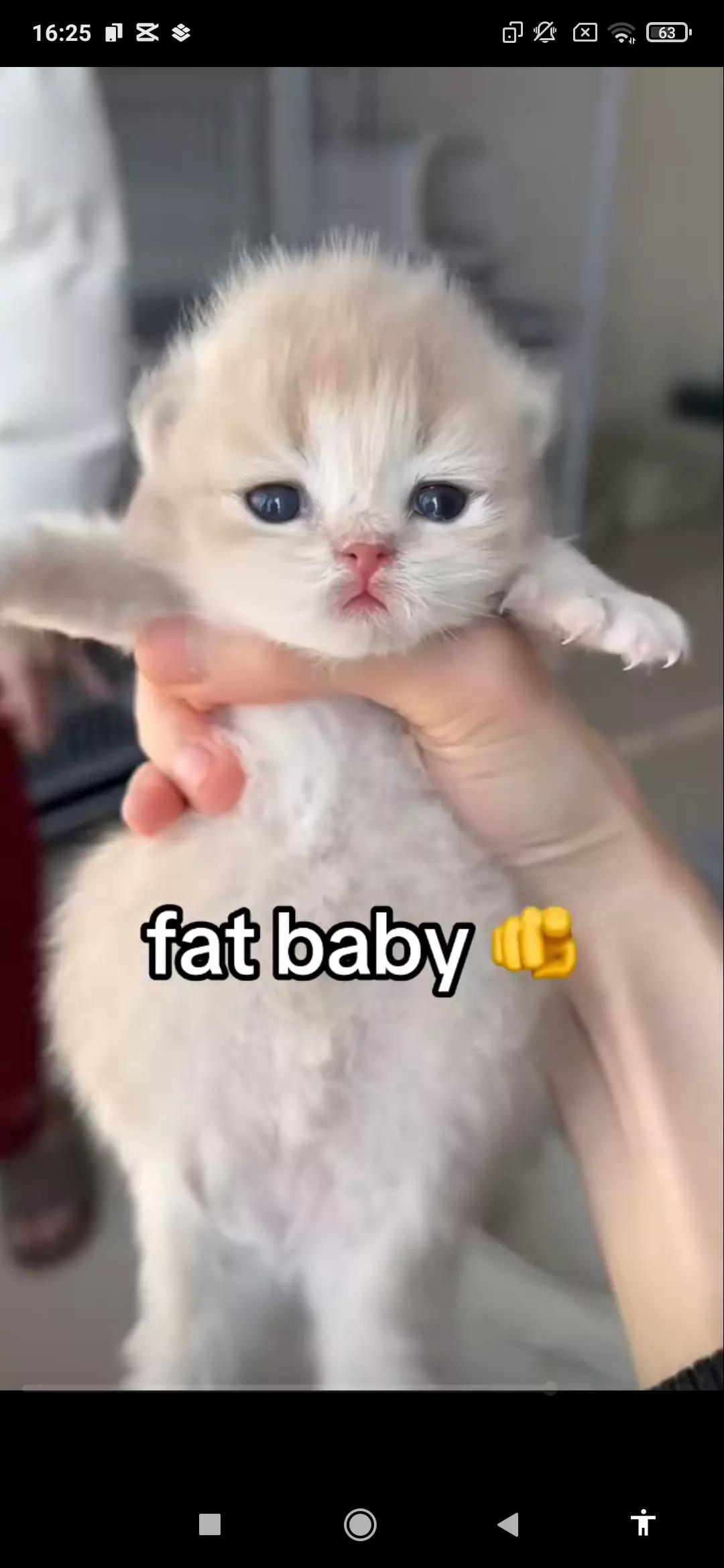 Fat baby cats thumbnail