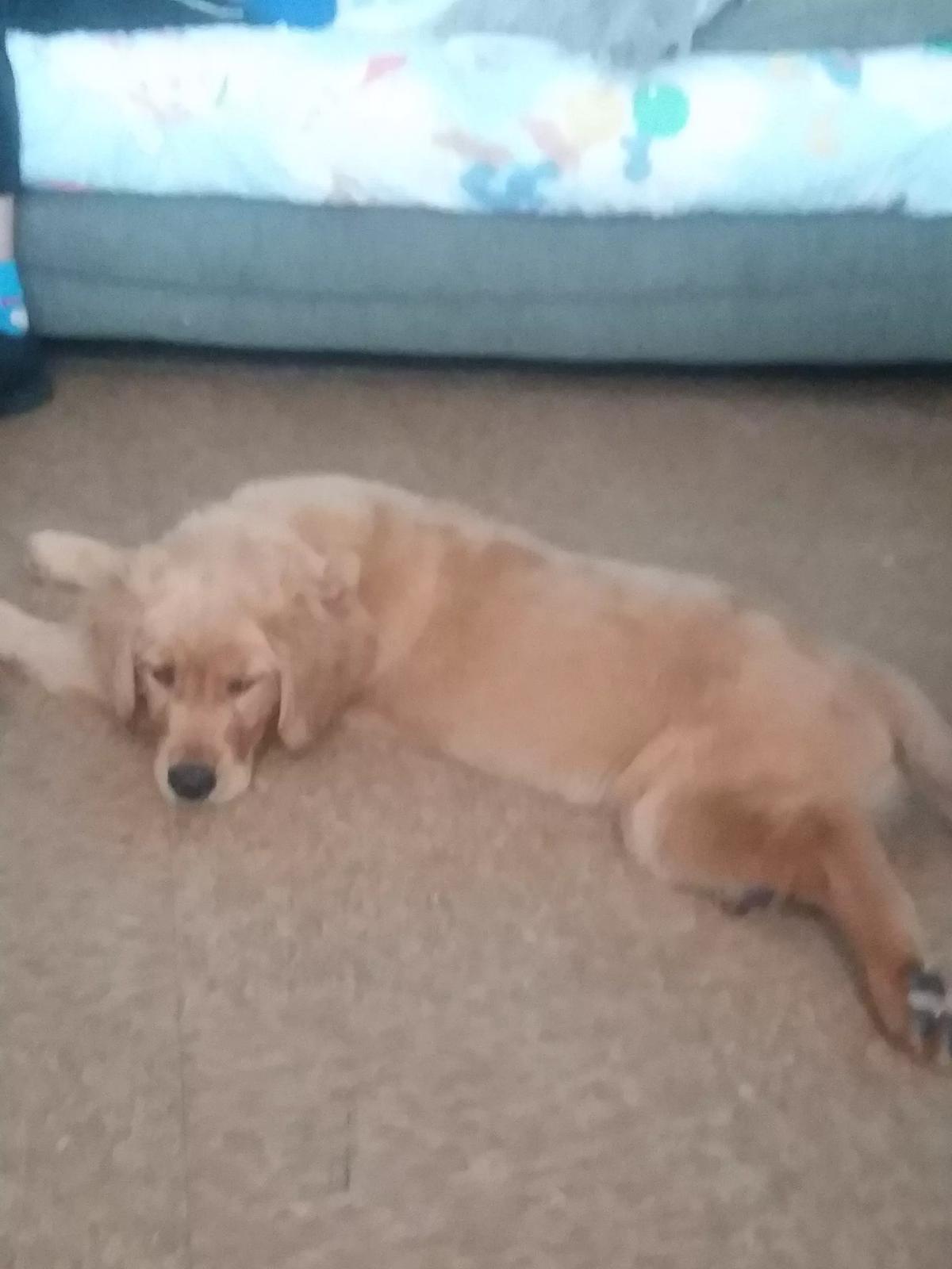 Hazel (or Harrold if you want it to be a male dog)  thumbnail