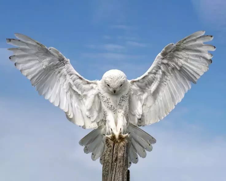 Snow owl Clan thumbnail