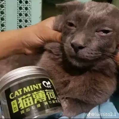 Smokey McWhiskers thumbnail