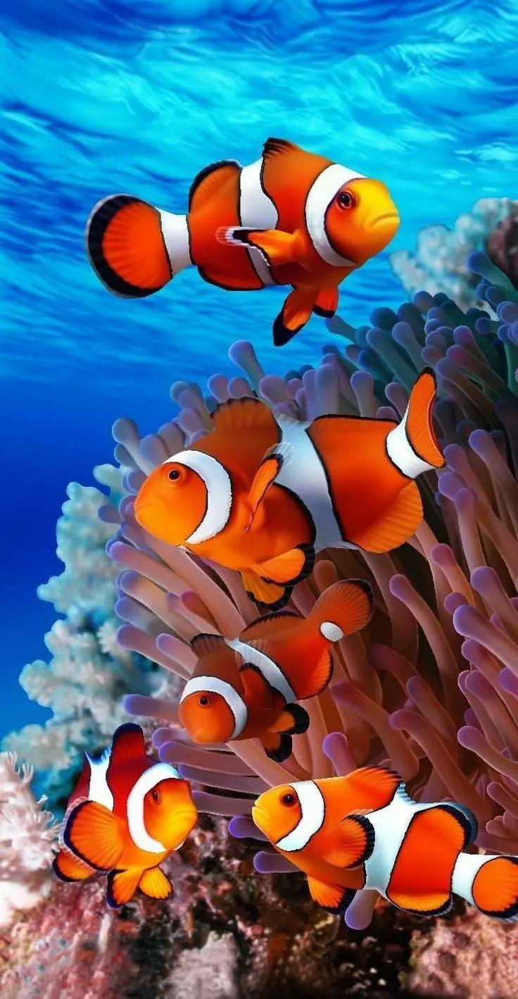 Clown Fish thumbnail