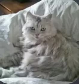 Cat thumbnail