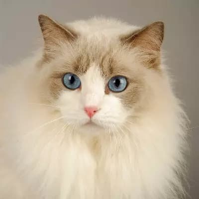 Nieve (Female cat) thumbnail