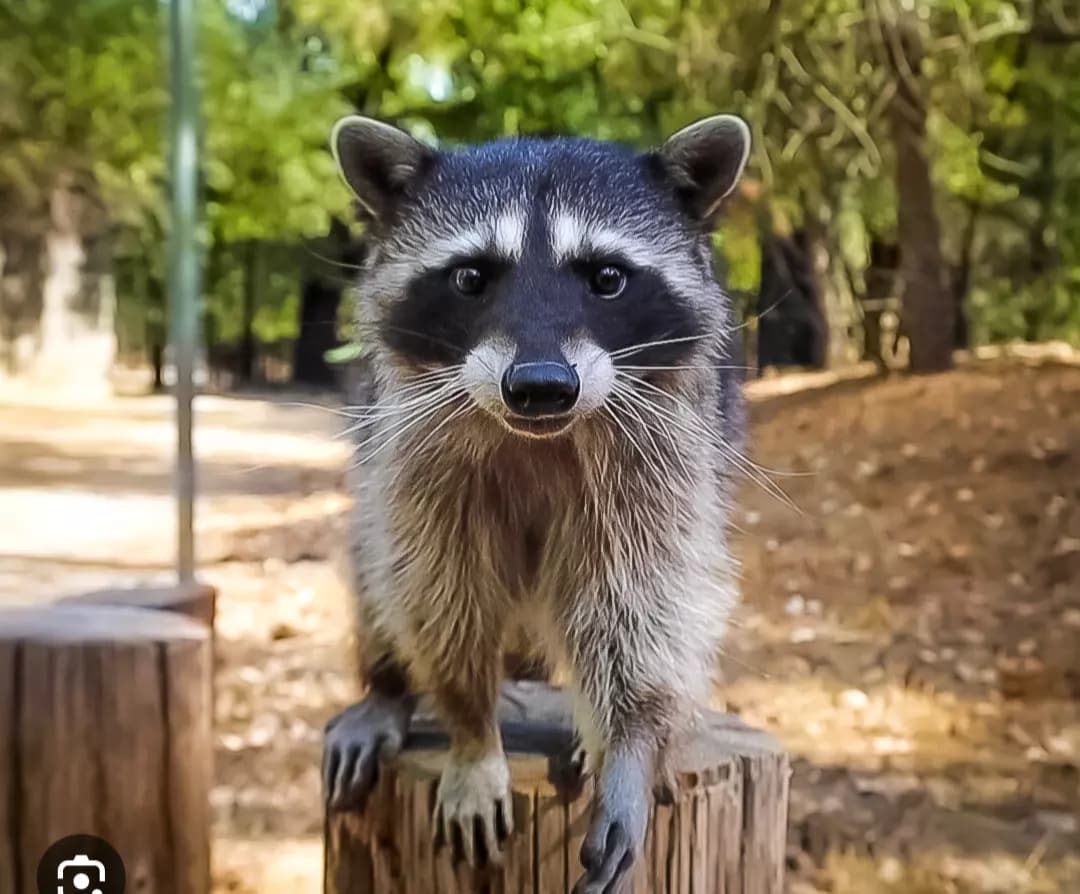 Raccoon System  thumbnail