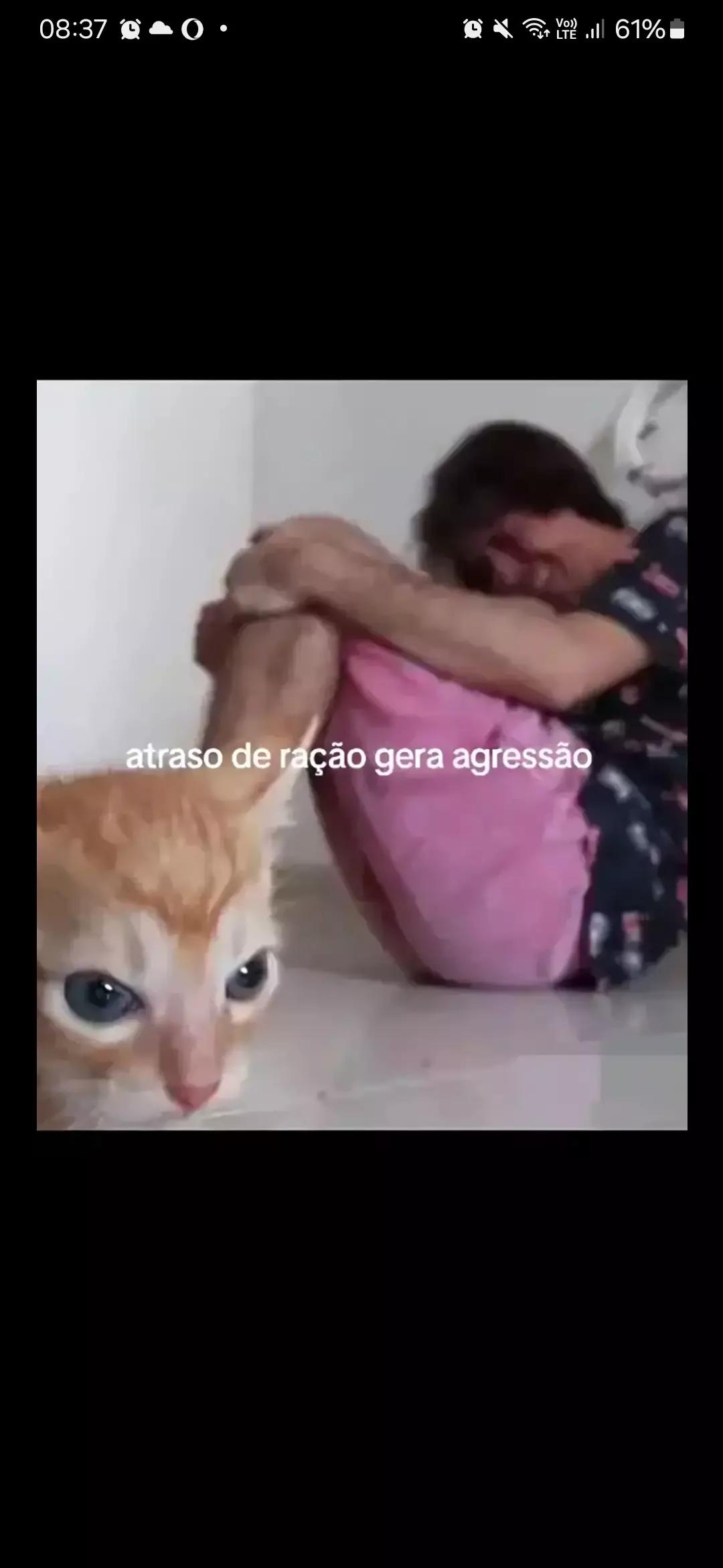 Your Cat XD thumbnail