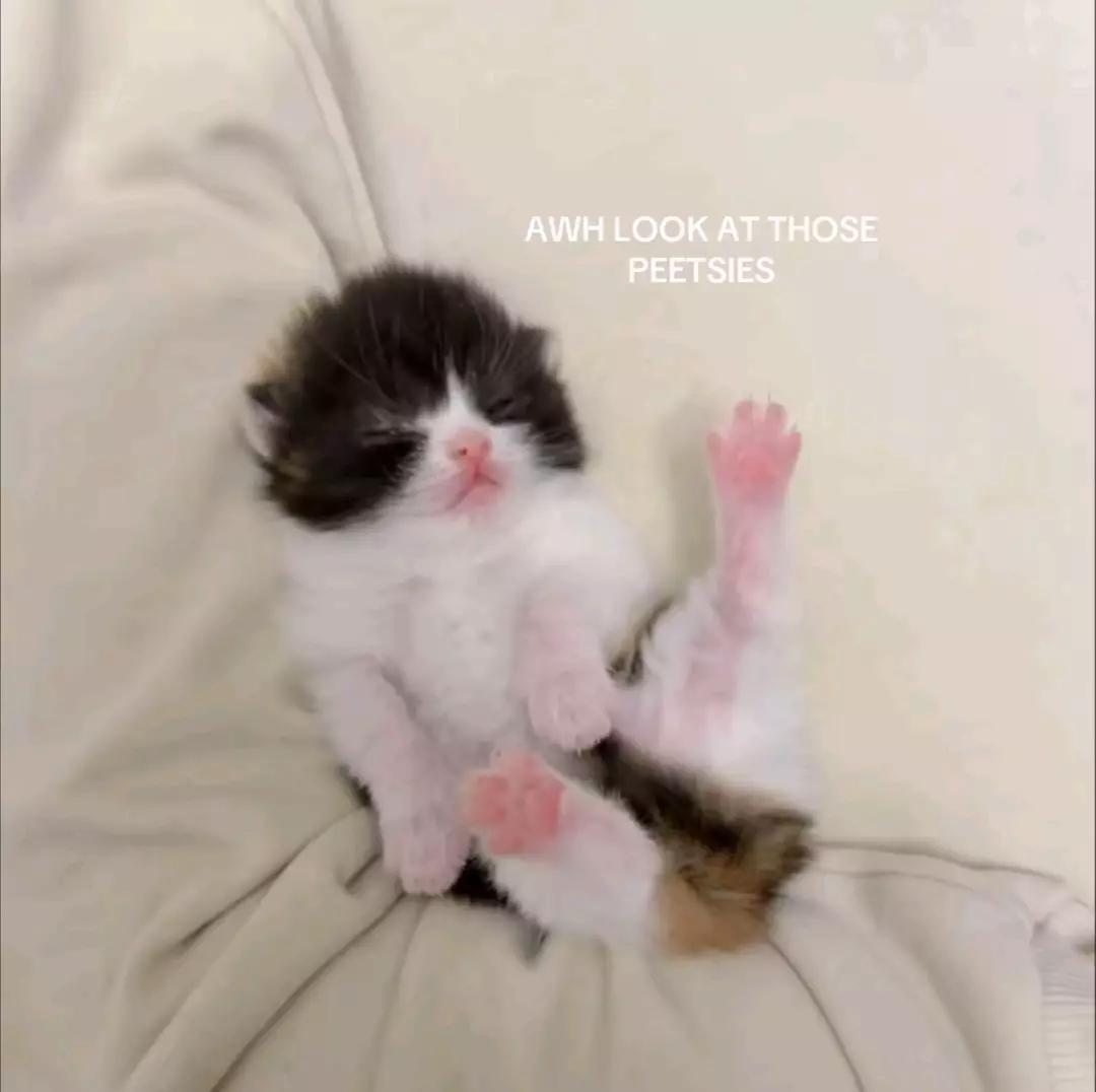 Yavru kedi thumbnail