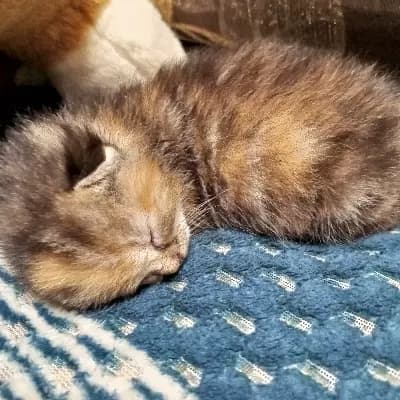 Котя thumbnail