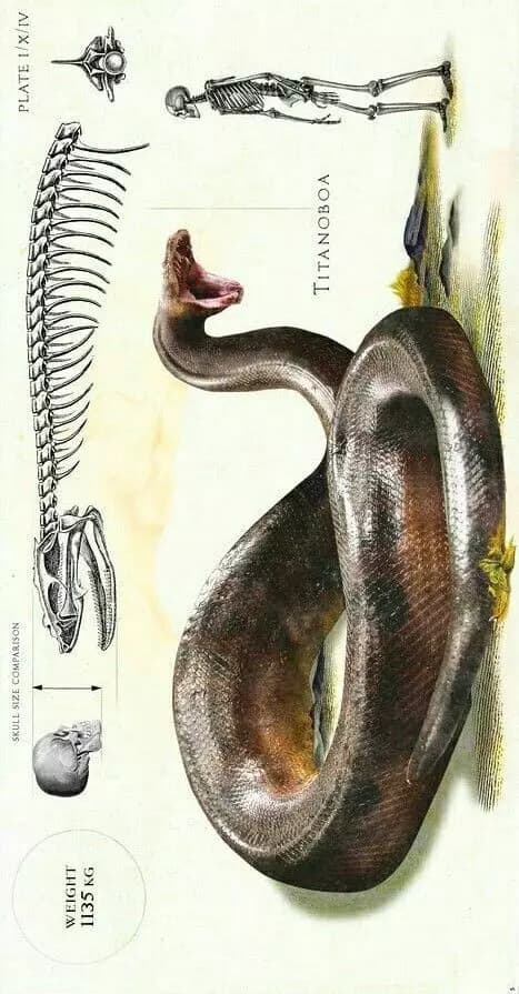 Titanoboa thumbnail