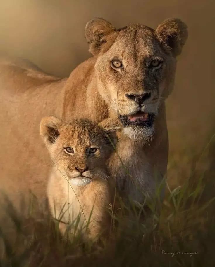 lions🦁 thumbnail