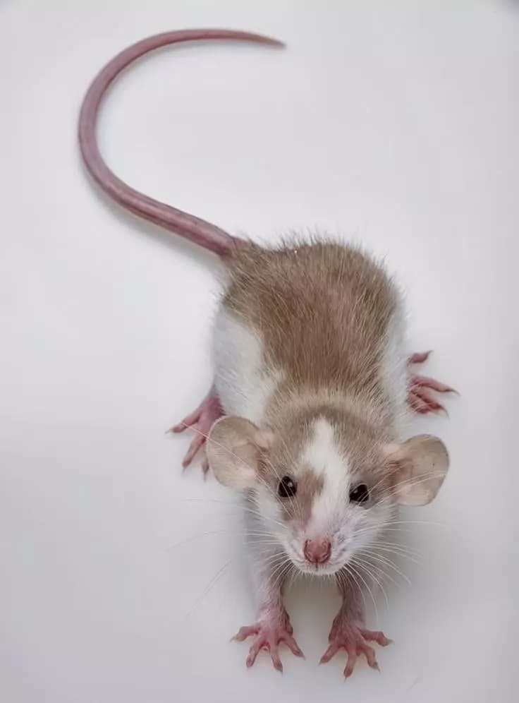 Mouse thumbnail