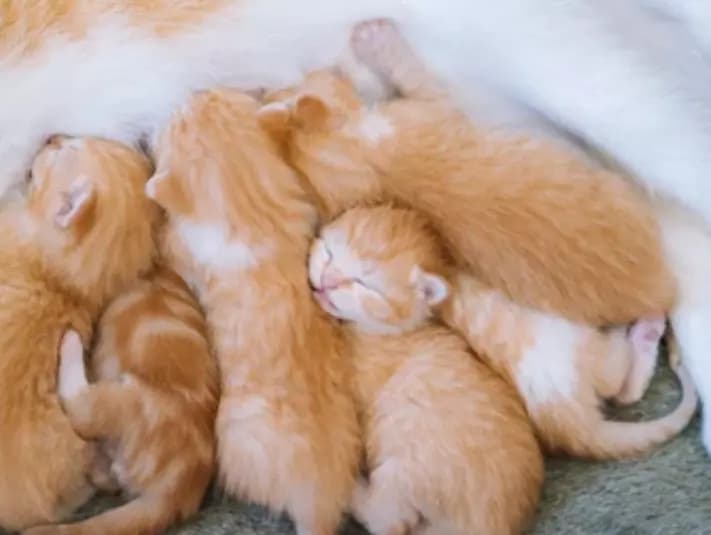 The snuggle pile thumbnail