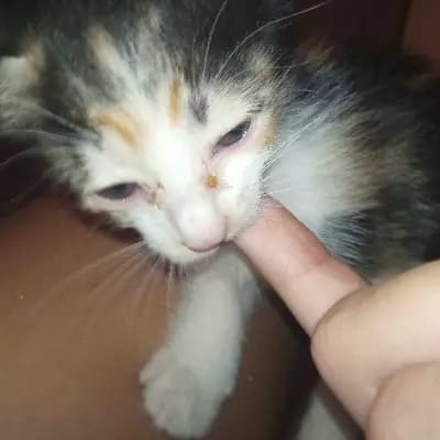 Gatito feo thumbnail